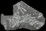 Fossil Graptolites (Didymograptus) - Great Britain #68011-1